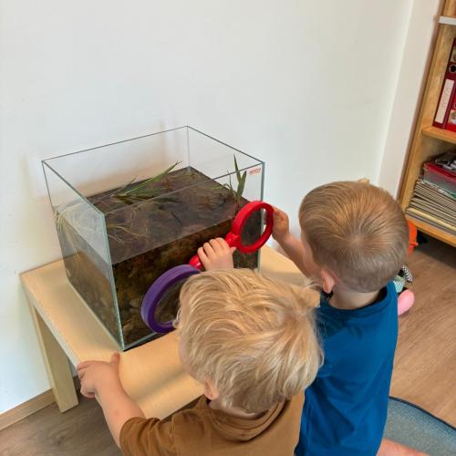 Vom Laich zum Frosch 