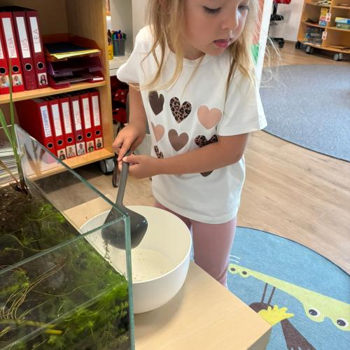 Vom Laich zum Frosch 