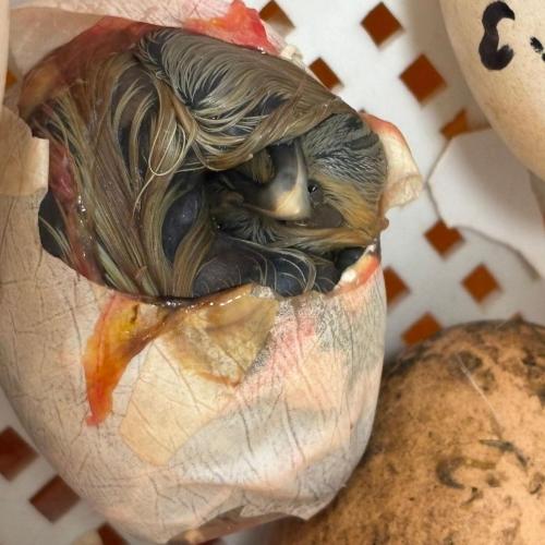 Vom Ei zum Kücken